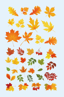  矢量黄色枫树枫叶树叶