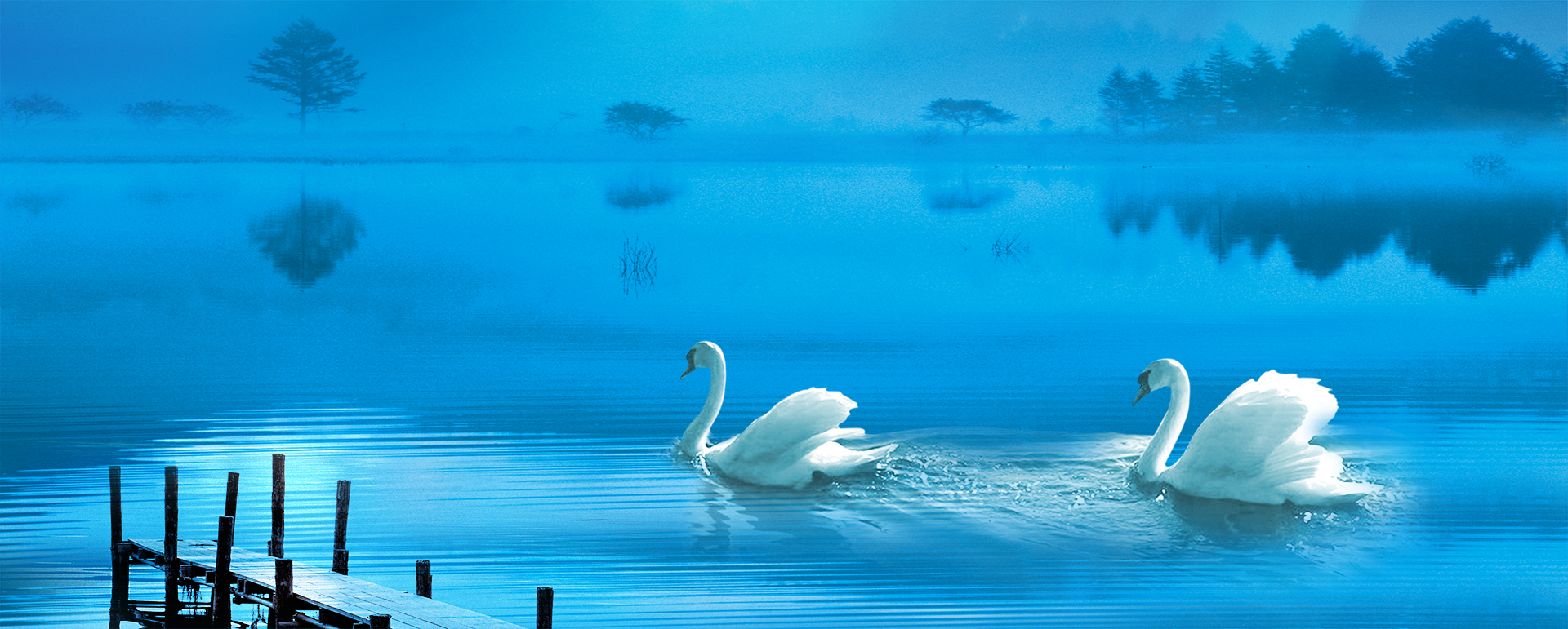 海蓝色背景天鹅戏水