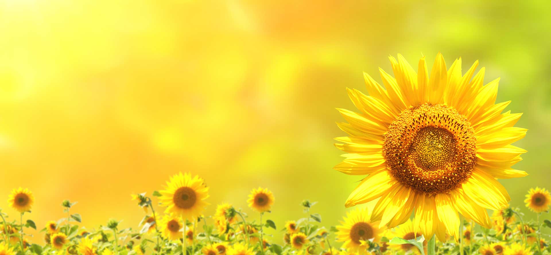 太阳花向日葵唯美背景banner