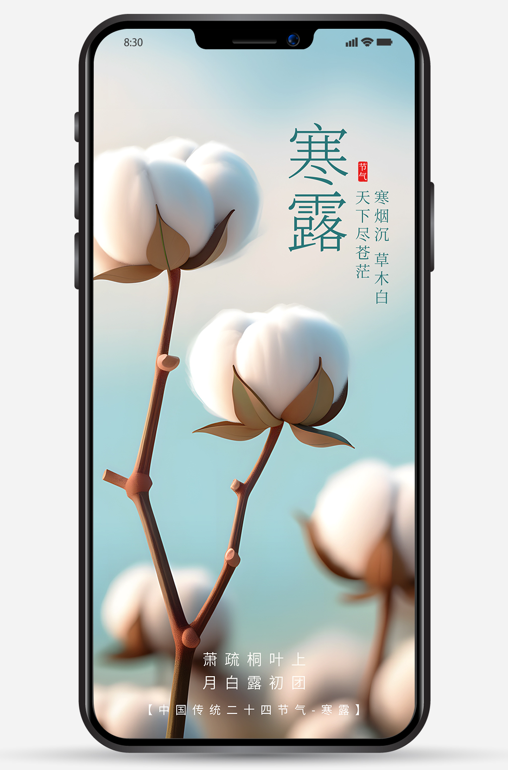 棉花背景二十四节气寒露海报图片