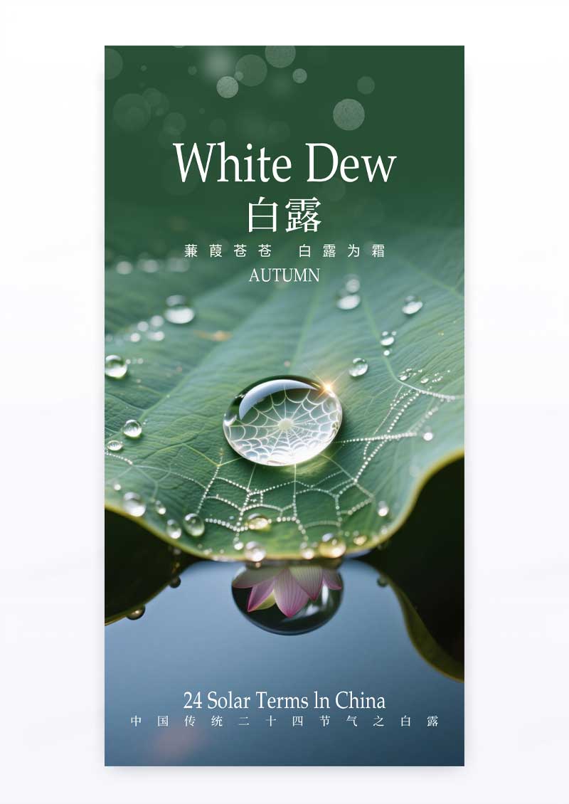 简约二十四节气白露荷叶露水海报