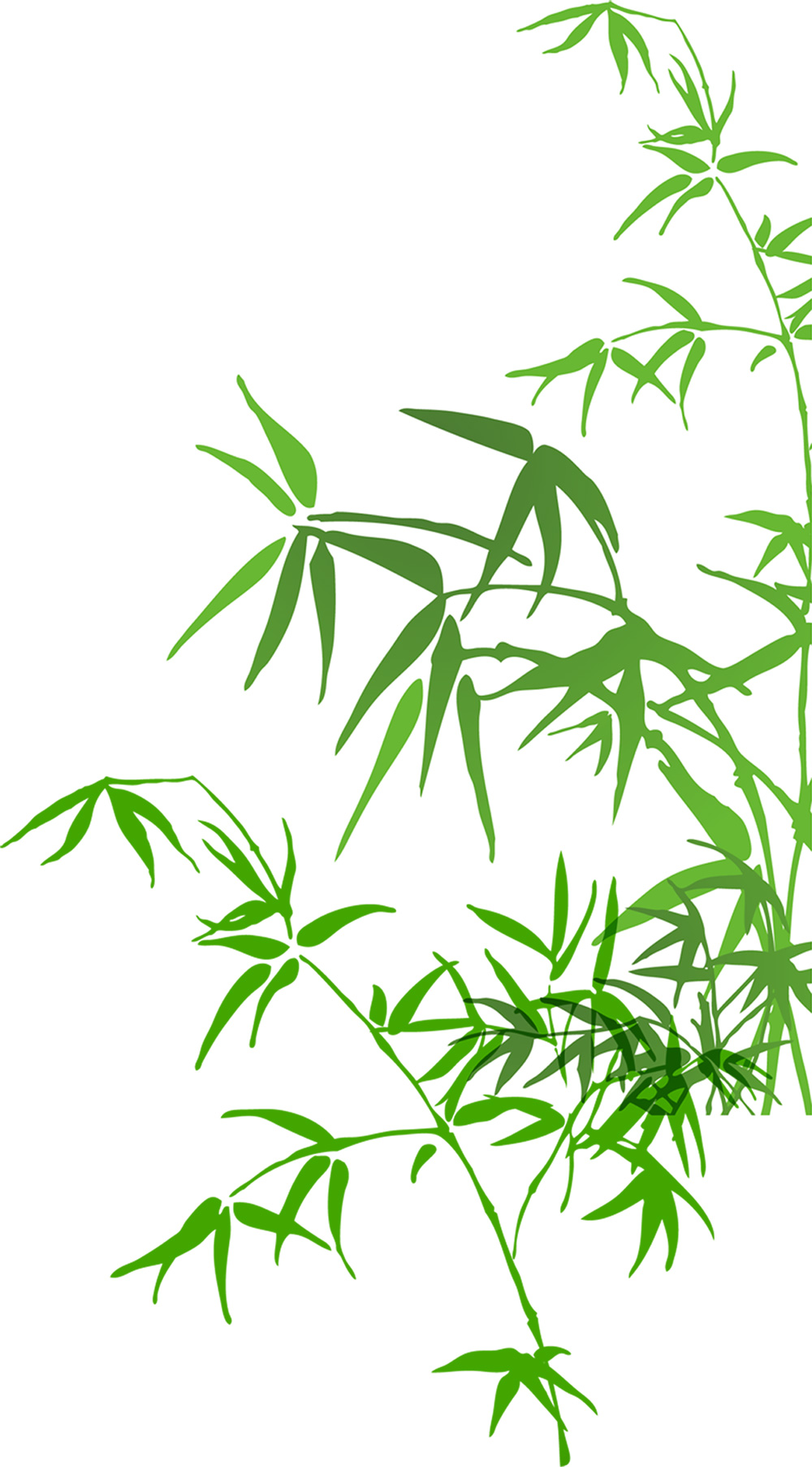 毛竹叶子彩绘竹子