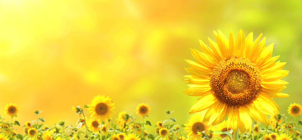 太阳花向日葵唯美背景banner